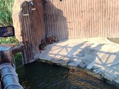 -上海野生动物园