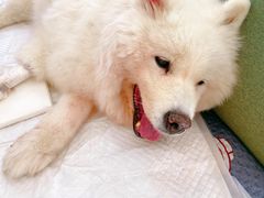 -北京恒爱动物医院(清景园分院)