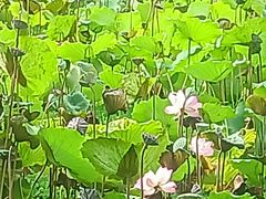-荔湾湖公园