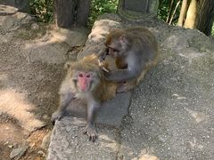 -黔灵山公园