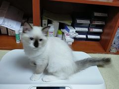 -艾贝尔宠物医院·狂犬免疫点(江山金象城店)