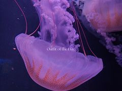 -欢乐海岸海洋奇梦馆