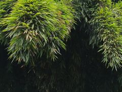 -堤角公园
