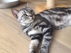 -CAT’S MEWSTAR CAFE·喵星球猫屋(晴湾咖啡店)