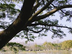 -江心屿景区
