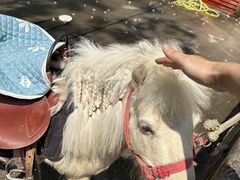 -贵州森林野生动物园