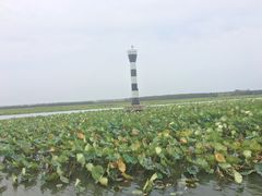 -微山湖红荷湿地景区