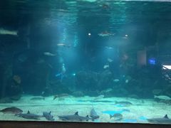 -石家庄海洋公园