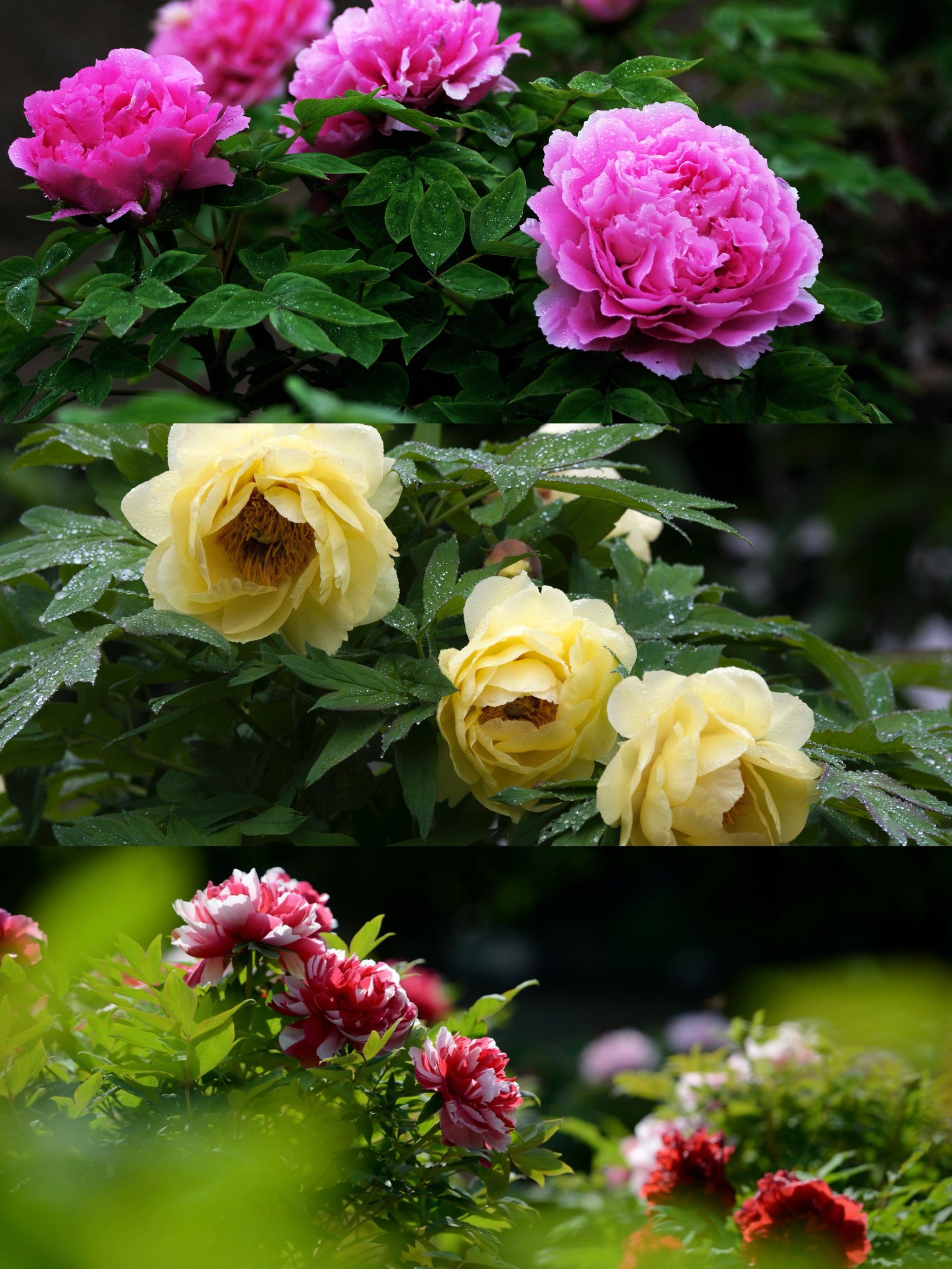 彭州牡丹花节游玩攻略95