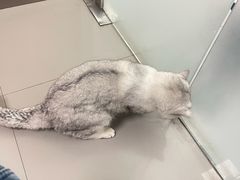 -瑞派宠物医院·24h·骨外科·皮肤科·全科宠物医疗转诊中心(沈阳浑南院)