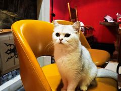 -猫色咖啡·猫咖