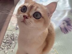 -Bastet sally猫舍购宠(静安店)