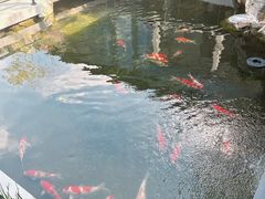 -小陆莲花蟹园农家乐(莲花岛店)