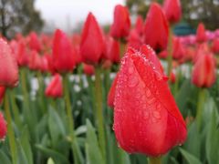 -南山植物园