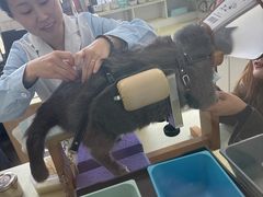 -派美特宠物医院·核磁CT·骨科肿瘤·疑难转诊(沈农禾丰店)