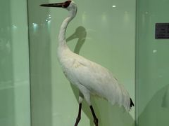 -盐城丹顶鹤湿地生态旅游区