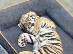 -大连森林动物园