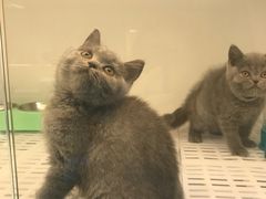 -lincat·猫舍(广州店)