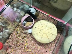 -钓仓鼠(洋桥北里小区店)