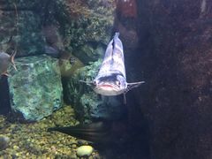 -暹罗海洋世界