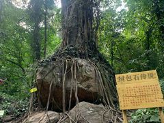 -莫里热带雨林景区