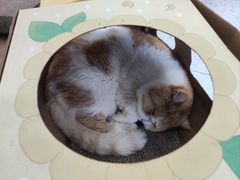 -喵园·猫主题咖啡厅·撸猫·猫咖(国贸店)