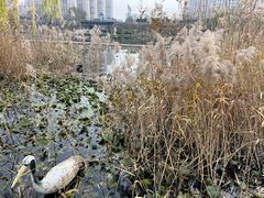 -前关湿地公园