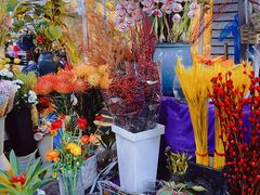 -曲阳花鸟市场(曲阳路店)