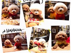 -百好乐宠物友好餐厅(朝外大街店)