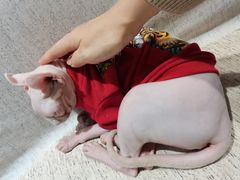 -藏猫猫咖啡主题馆(中央大道店)