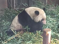 -成都大熊猫繁育研究基地