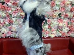 -百好乐宠物友好餐厅(朝外大街店)