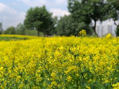 -长白岛森林公园