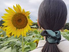 -光明小镇欢乐田园