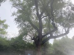 -淄博聊斋城景区