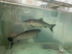 -源港渔村-中山脆肉鲩(博罗店)