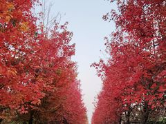 -阳澄湖半岛旅游度假区