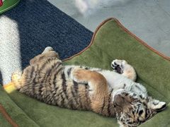 -大连森林动物园