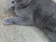 -猫咪咖啡·猫咖(万达广场店)