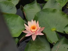 -洋湖国家湿地公园