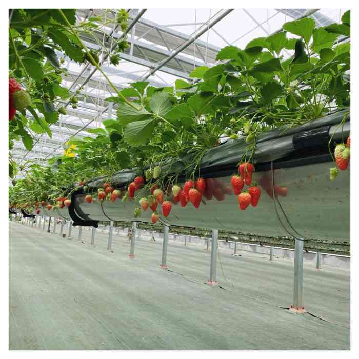 青岛绿沃川农业-"地方很好…很适合家庭出行…不限时间…80.