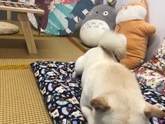-柴迷FANS CLUB·柴犬狗咖·猫咖