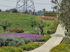 -紫颐香薰山谷景区