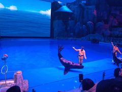 -芜湖新华联大白鲸海洋公园