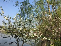 -南汇桃花村