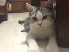 -lincat·猫舍(广州店)