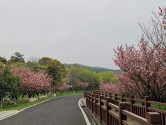 -游子山休闲旅游区