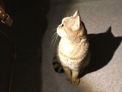-豆老板的猫咖啡(碑林博物馆店)