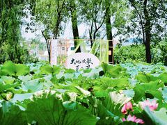 -陶辛水韵