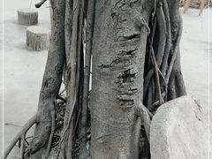 -攀枝花公园